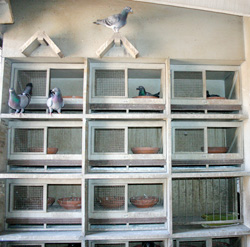 advancedloft-pigeon