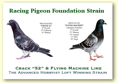 racingpigeonstrain1