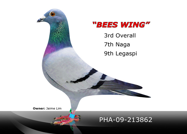 Bess-Wing