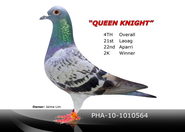 Queen's-Knight