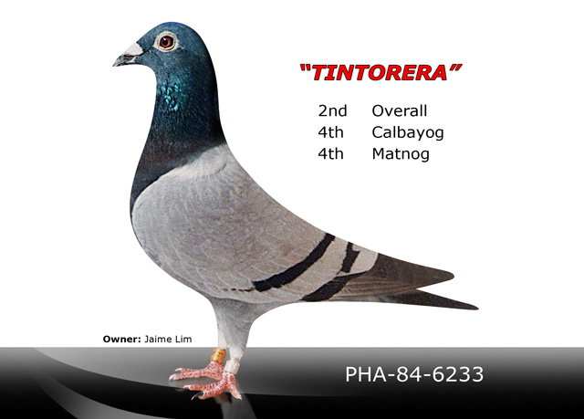 Tintorera