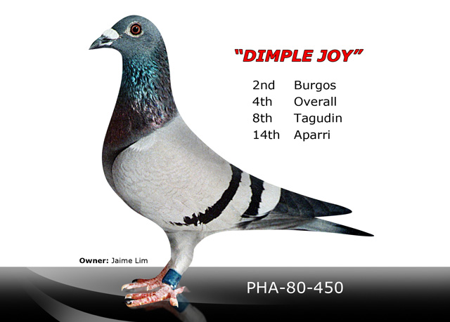 dimple-joy