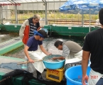 Buying Koi in Japan 2007