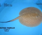 Castexi Tigrillo