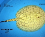 Flower Ray